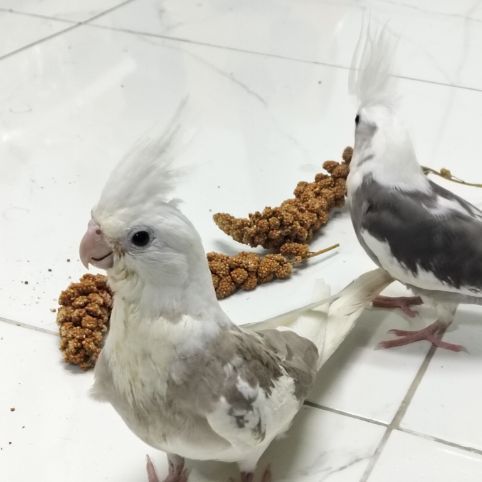 นกบ้าน เชื่องวัย 1-2 เดือน รูปที่ 8