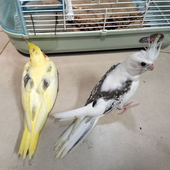 นกบ้าน เชื่องวัย 1-2 เดือน