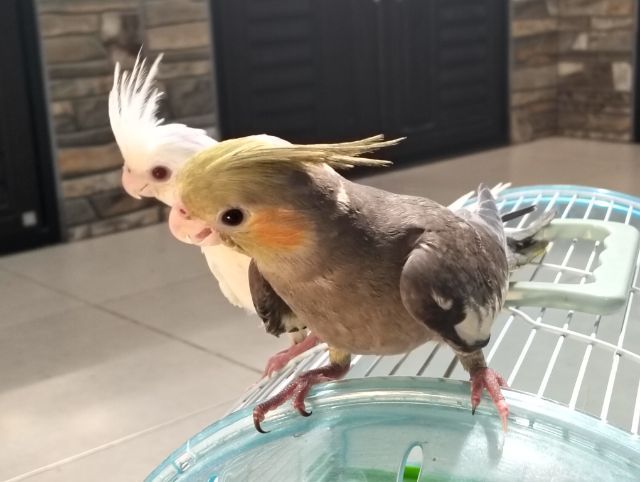 นกบ้าน เชื่องวัย 1-2 เดือน รูปที่ 9