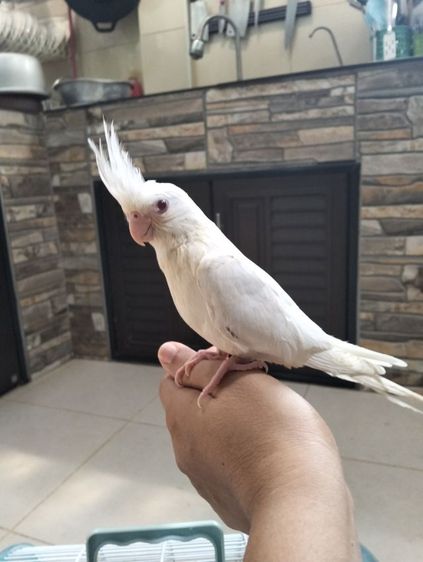 นกบ้าน เชื่องวัย 1-2 เดือน รูปที่ 5