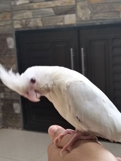 นกบ้าน เชื่องวัย 1-2 เดือน รูปที่ 2