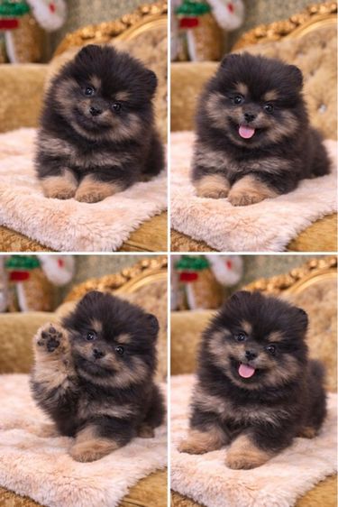 สุนัขลูกปอมเมอเนียนแท้ พร้อมย้ายบ้าน มีบริการจัดส่งถึงบ้าน รูปที่ 2