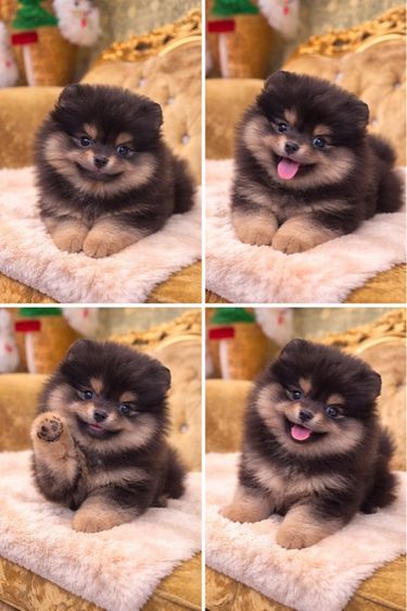 สุนัขลูกปอมเมอเนียนแท้ พร้อมย้ายบ้าน มีบริการจัดส่งถึงบ้าน รูปที่ 3