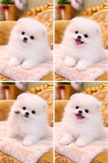 ปอมเมอเรเนียน (Pomeranian) เล็ก สุนัขลูกปอมเมอเนียนแท้ พร้อมย้ายบ้าน มีบริการจัดส่งถึงบ้าน