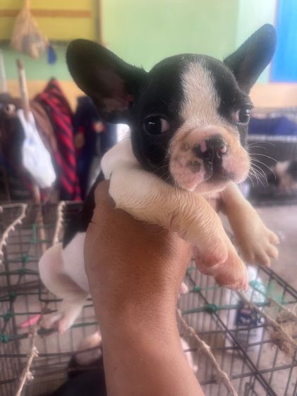 ลูกสุนัขเฟรนบลูด้อคต้องการย้ายบ้าน11ตัว รูปที่ 4