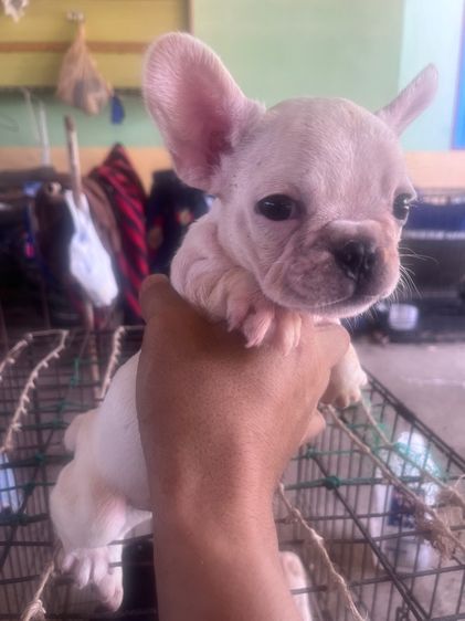 เฟรนช์ บูลด็อก (French Bulldog) เล็ก ลูกสุนัขเฟรนบลูด้อคต้องการย้ายบ้าน11ตัว