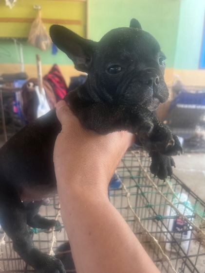 ลูกสุนัขเฟรนบลูด้อคต้องการย้ายบ้าน11ตัว รูปที่ 2