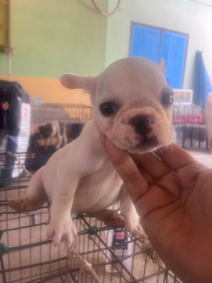 ลูกสุนัขเฟรนบลูด้อคต้องการย้ายบ้าน11ตัว รูปที่ 3