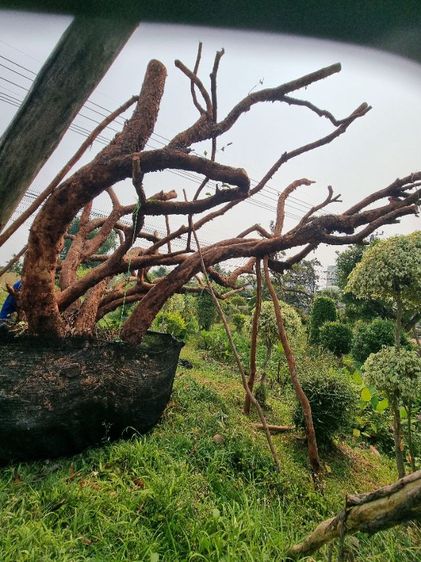 เสม็ด​แดง​กอ​สวยๆ​ รูปที่ 2