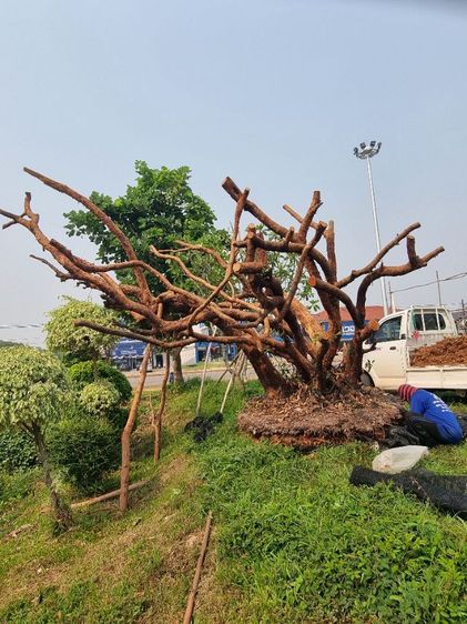 เสม็ด​แดง​กอ​สวยๆ​ รูปที่ 4