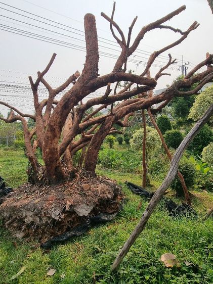 เสม็ด​แดง​กอ​สวยๆ​