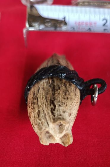 คตมะพร้าวของชลสิทธิ์หายาก รูปที่ 2