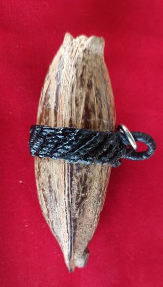 คตมะพร้าวของชลสิทธิ์หายาก รูปที่ 3