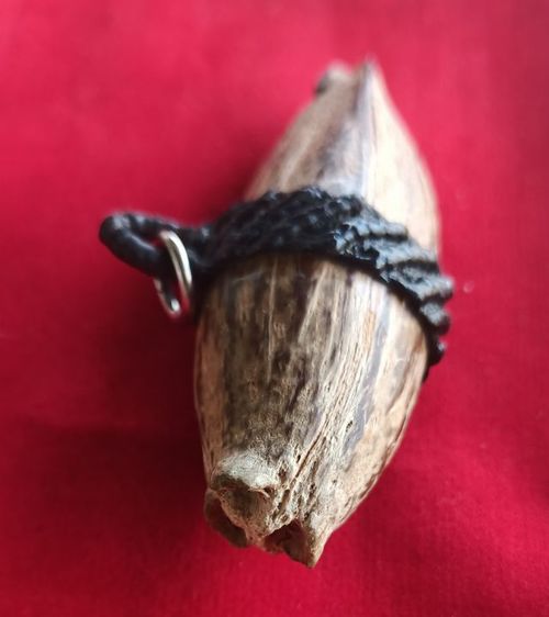 คตมะพร้าวของชลสิทธิ์หายาก