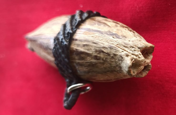 คตมะพร้าวของชลสิทธิ์หายาก รูปที่ 5