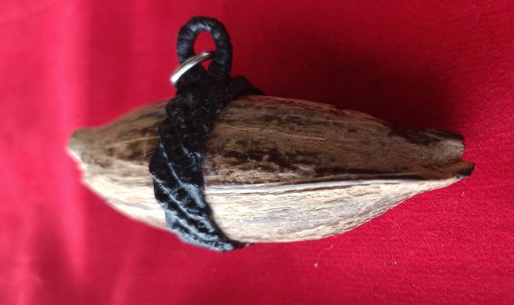 คตมะพร้าวของชลสิทธิ์หายาก รูปที่ 6