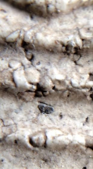 พระสมเด็จ วัดระฆัง บางขุนพรหม วัดเกศไชโย หลวงปู่ภู หลวงปู่นาค รูปที่ 4