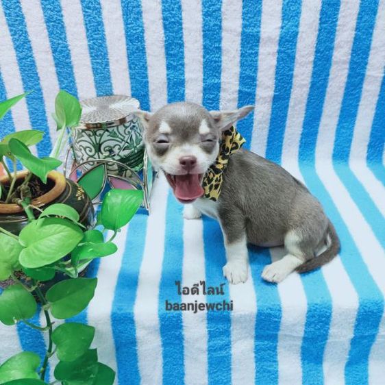 ชิวาว่าสีเทา..ขนสั้นชาย รูปที่ 5