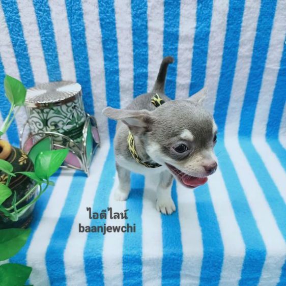 ชิวาว่าสีเทา..ขนสั้นชาย รูปที่ 3