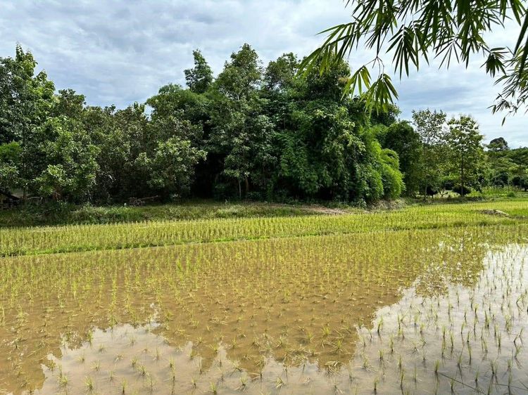 ขายที่ดินจังหวัดน่าน รวม 7 ผืน รูปที่ 4