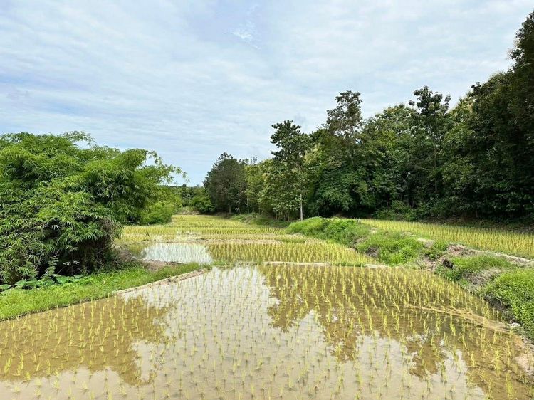 ขายที่ดินจังหวัดน่าน รวม 7 ผืน รูปที่ 3