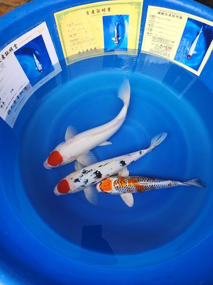 ปลาคาร์ฟตันโจเหมาๆเลิกเลี้ยง รูปที่ 2