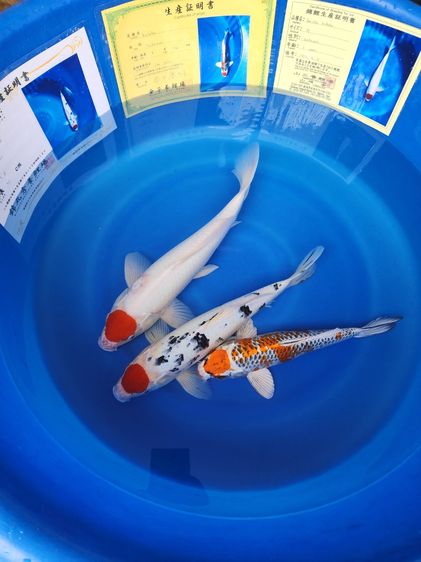 ปลาคาร์ฟตันโจเหมาๆเลิกเลี้ยง รูปที่ 3