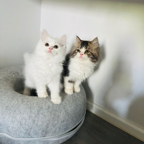 แมวเปอร์เซีย รูปที่ 4