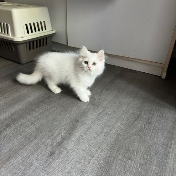 แมวเปอร์เซีย รูปที่ 12