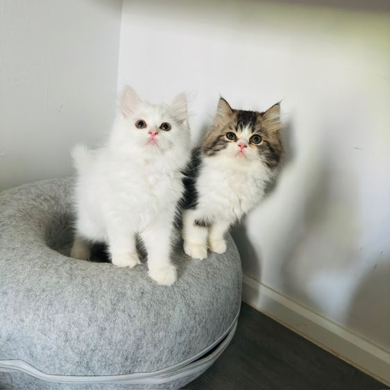 แมวเปอร์เซีย รูปที่ 6