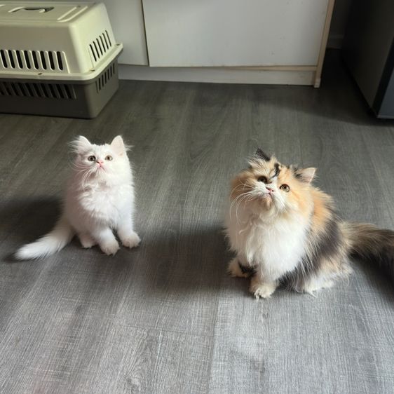 แมวเปอร์เซีย รูปที่ 15