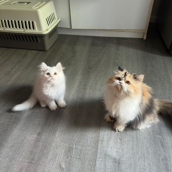 แมวเปอร์เซีย รูปที่ 16