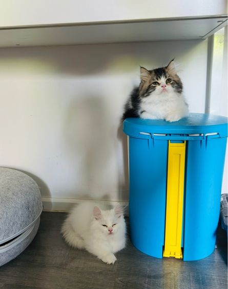 แมวเปอร์เซีย รูปที่ 9