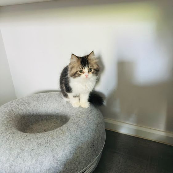 แมวเปอร์เซีย รูปที่ 5