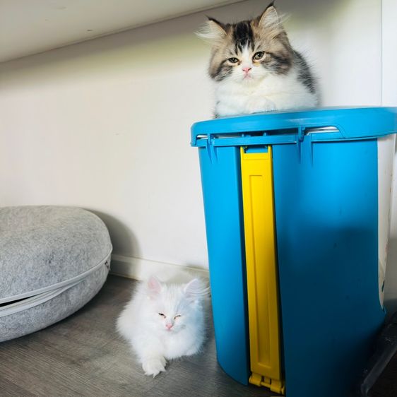 แมวเปอร์เซีย รูปที่ 8