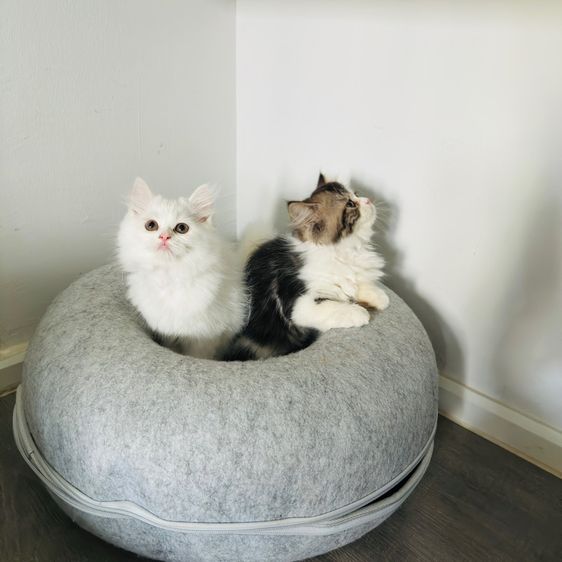 แมวเปอร์เซีย รูปที่ 10