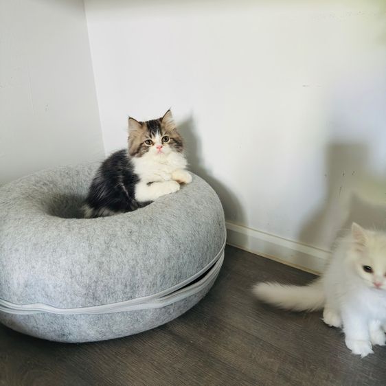 แมวเปอร์เซีย รูปที่ 11