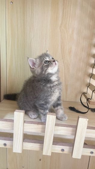 สาวน้องสก็อตติส