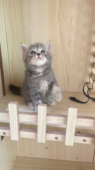 สาวน้องสก็อตติส รูปที่ 5