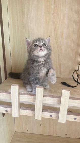 สาวน้องสก็อตติส รูปที่ 4