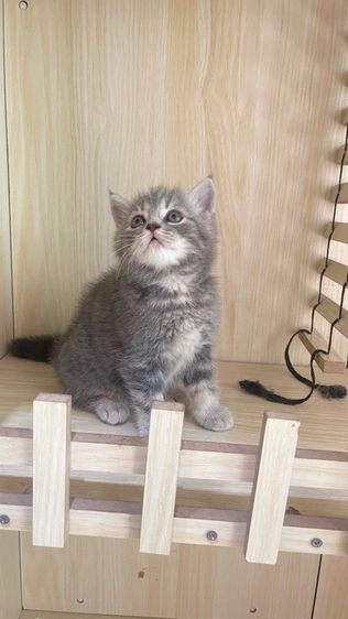 สาวน้องสก็อตติส รูปที่ 2