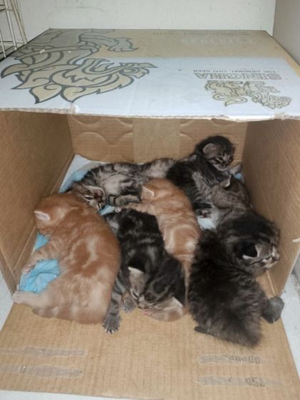 สก็อตติสผสมอเมริกัน รูปที่ 2