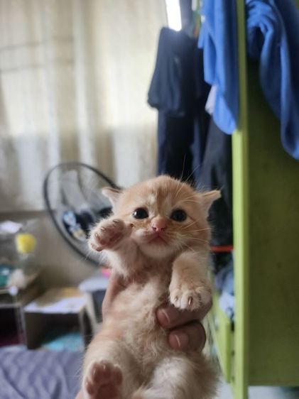 สก็อตติสผสมอเมริกัน