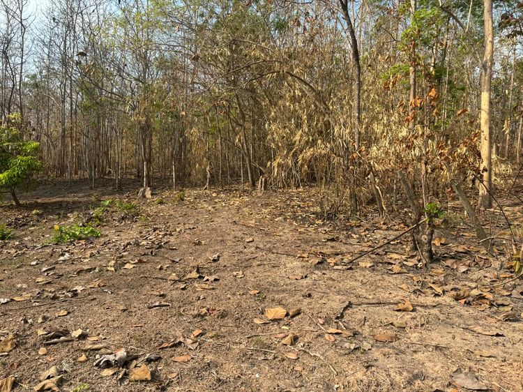 ที่ดินพร้อมต้นสักอายุ 20 ปีกว่า รูปที่ 2