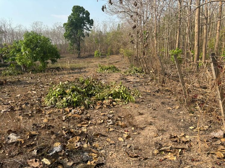 ที่ดินพร้อมต้นสักอายุ 20 ปีกว่า