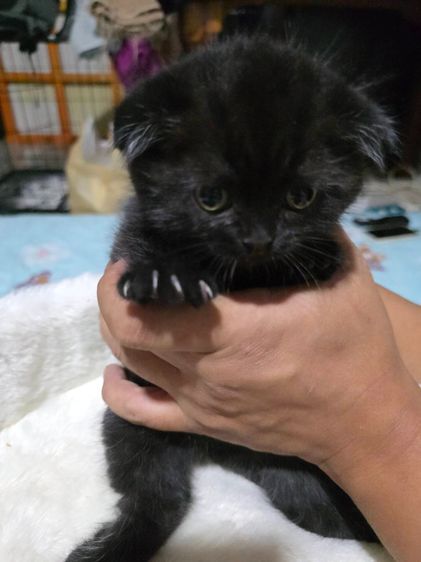 แมวสก็อตทิชโฟลด์ หูพับ รูปที่ 2