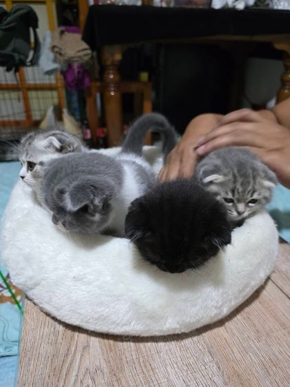 สก็อตติช โฟลด์ (Scottish Fold) แมวสก็อตทิชโฟลด์ หูพับ
