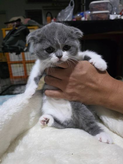 แมวสก็อตทิชโฟลด์ หูพับ รูปที่ 6