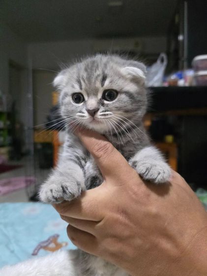 แมวสก็อตทิชโฟลด์ หูพับ รูปที่ 7