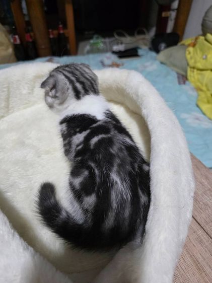 แมวสก็อตทิชโฟลด์ หูพับ รูปที่ 12